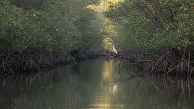 Kayak POV through a narrow tidal mangrove channel in the Eastern Mangroves National Park, Abu Dhabi: dense grey-green Avicennia marina mangroves rise on both sides with exposed pneumatophore roots at the waterline, a small white egret perched on a branch in the middle distance