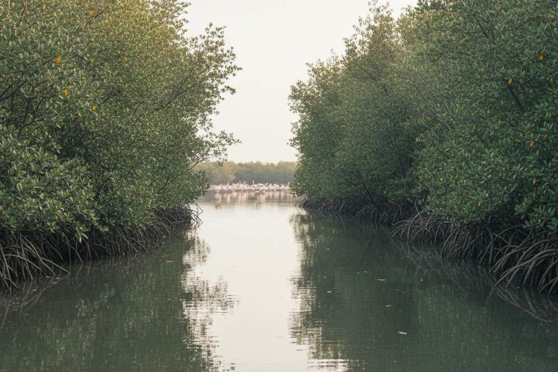 Kayak POV through Al Zorah's mangrove channels in Ajman: dense grey-green Avicennia marina mangroves rise on both sides, with pink flamingos wading in the lagoon visible through a gap in the distance