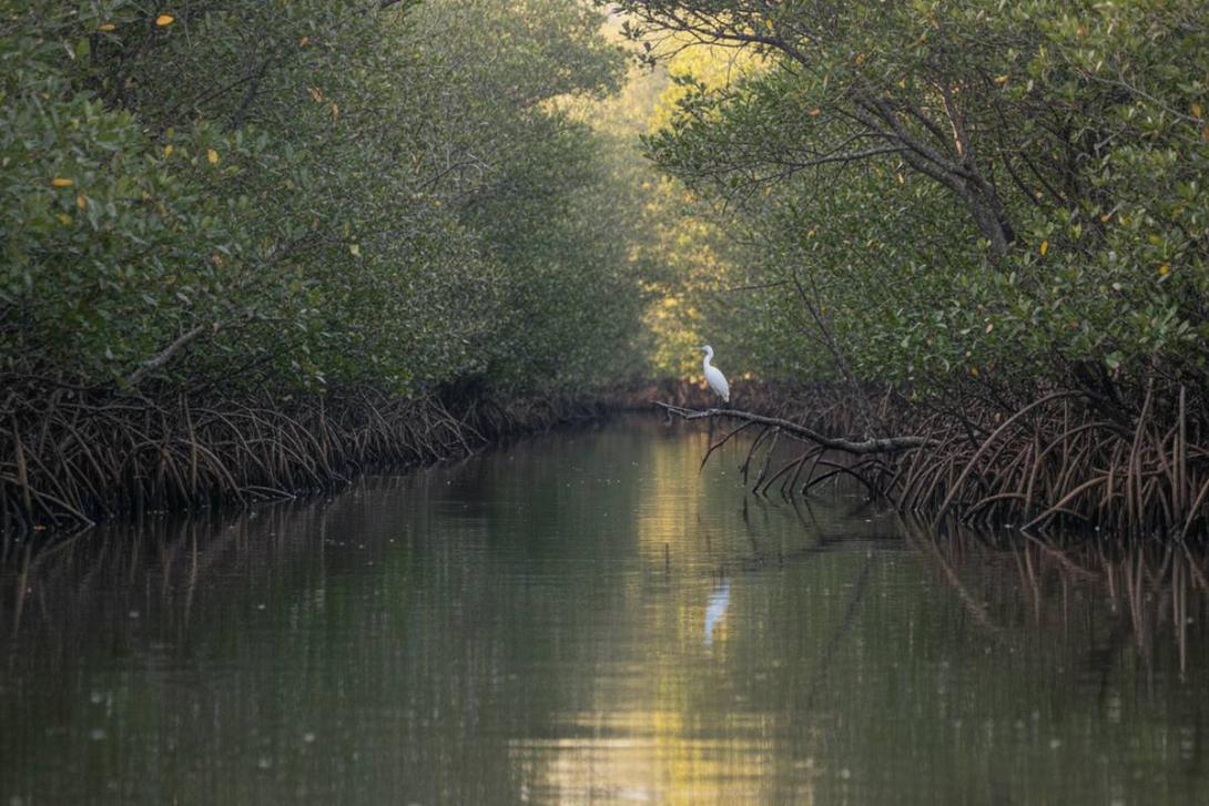 Kayak POV through a narrow tidal mangrove channel in the Eastern Mangroves National Park, Abu Dhabi: dense grey-green Avicennia marina mangroves rise on both sides with exposed pneumatophore roots at the waterline, a small white egret perched on a branch in the middle distance