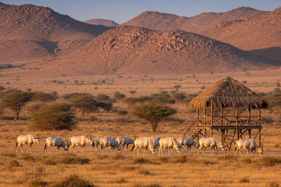 Wide landscape of Sir Bani Yas Island wildlife reserve at golden hour: a herd of Arabian oryx with curved horns graze on dry savannah-like scrubland, gentle rocky hills in the background, with a small thatched-roof viewing shelter to one side